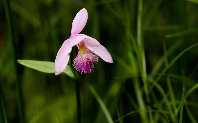 A blooming rose pogonia orchid. 