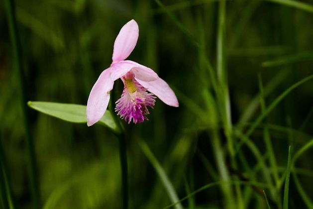 A pink rose pogonia orchid bloom surrounded by green grasses and leaves. 