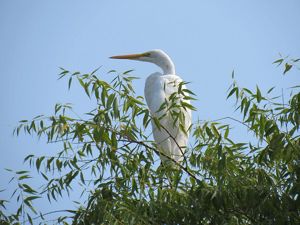 A great egret perched in a green tree against a blue sky.