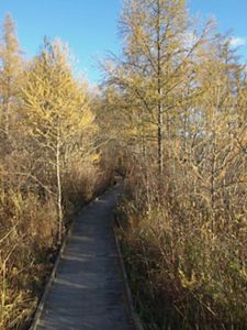 A boardwalk winds between tamarack trees in the fall. 