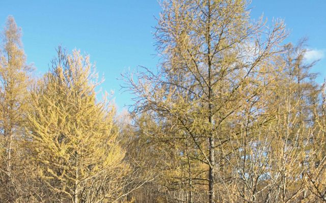 A boardwalk winds between tamarack trees in the fall. 