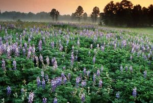 A field of blooming wild blue lupine at sunset.