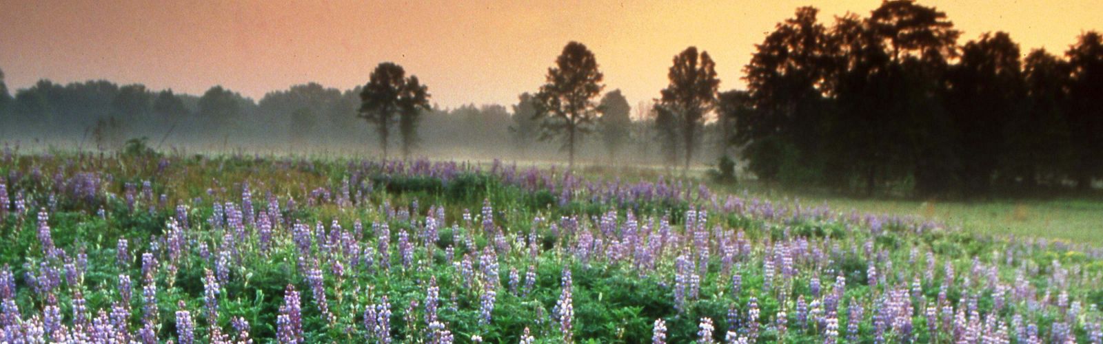 A field of wild lupine at sunrise. 