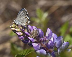 A small tan butterfly is perched on purple lupine flowers. 