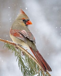 A cardinal with gray feathers and red accents perches on a pine tree with snow falling in the background.