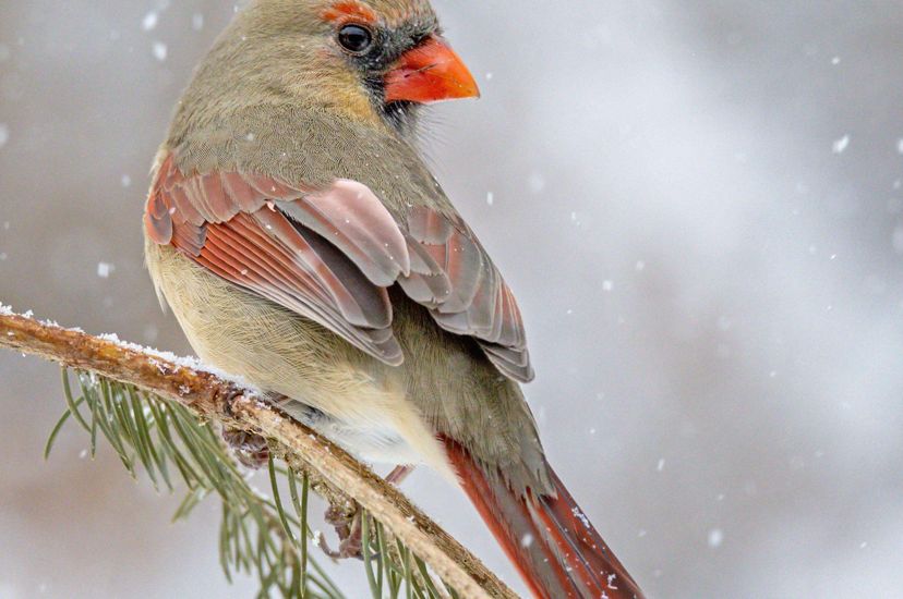 A cardinal with gray feathers and red accents perches on a pine tree with snow falling in the background.