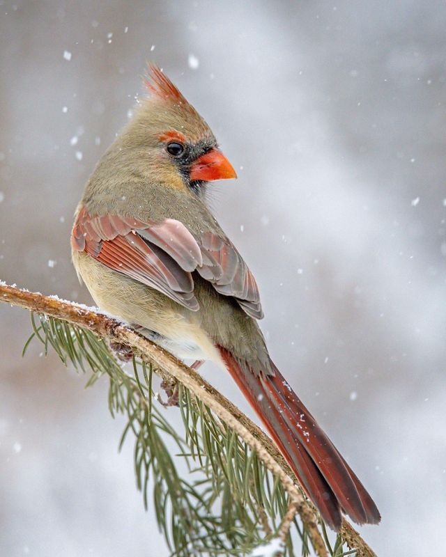 A cardinal with gray feathers and red accents perches on a pine tree with snow falling in the background.