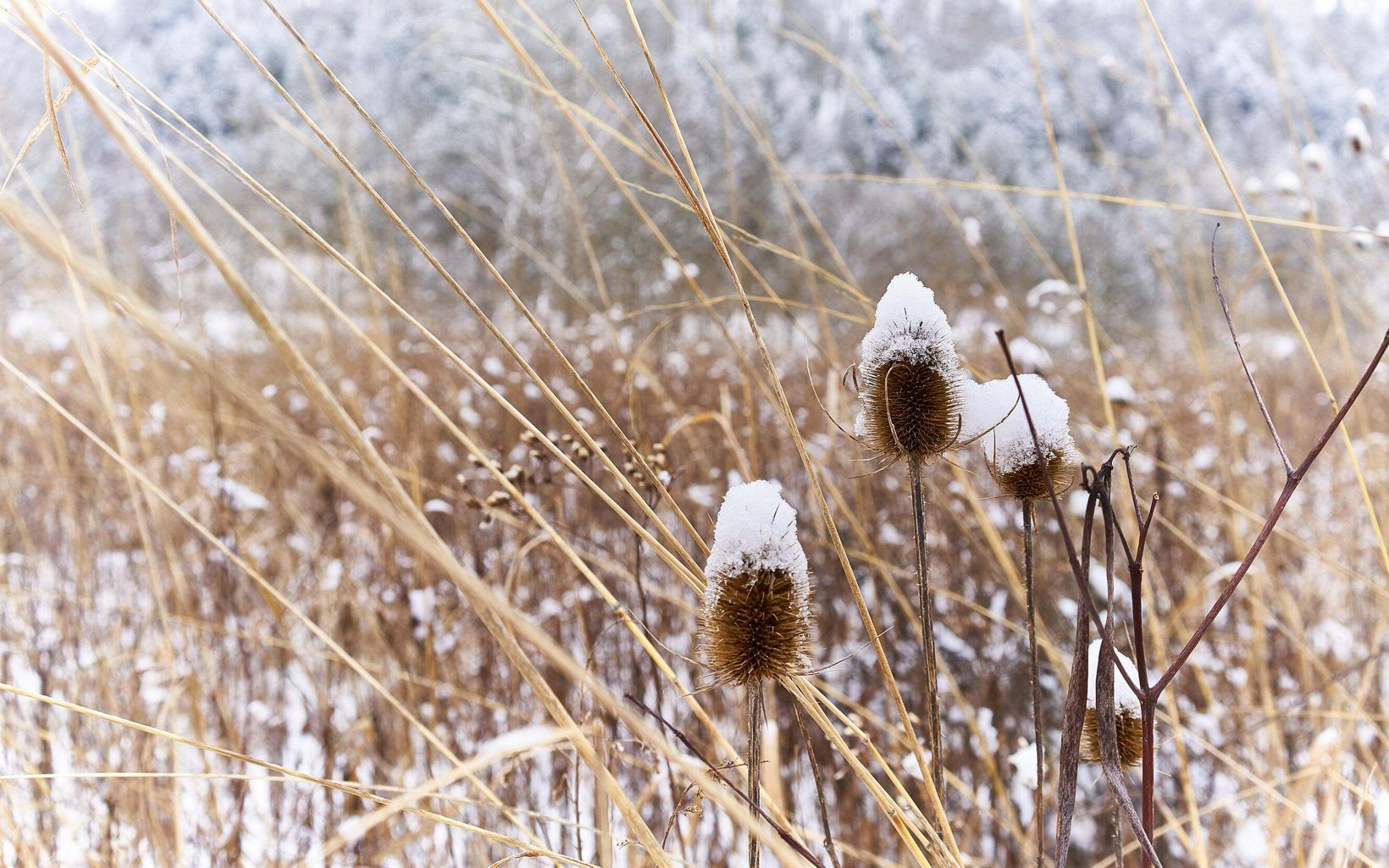 Dried grasses and seed heads with snow on top of them. 