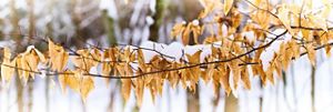 Dead beech leaves on a branch covered in snow. 