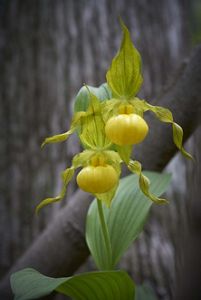 Two yellow-white lady's slipper blooms grow from a forest floor. 