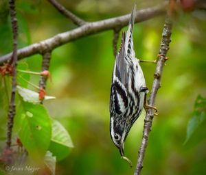 Small songbird with black and white stripes facing downward holding a green caterpillar in its bill.