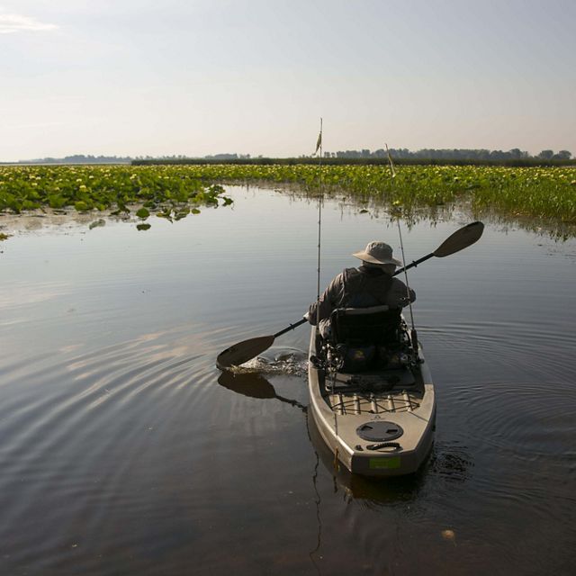 View from behind of a person kayaking on a flat body of water through a channel that cuts through wetland plants.