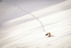 A red fox walking through deep snow. 