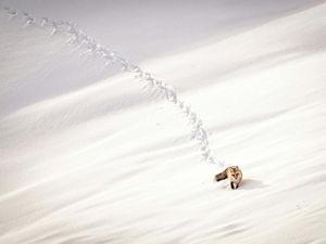A red fox leaving tracks in deep snow on a hill in winter.