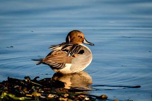 A Northern pintail duck sitting just off the shore in the shallows. 