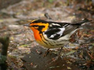 An adult male Blackburnian warbler standing on the ground. 