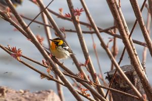 A male Blackburnian warbler sitting in a blooming spring tree.