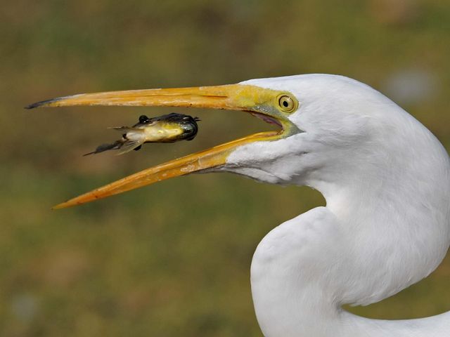 A great egret about to catch a fish in its mouth.