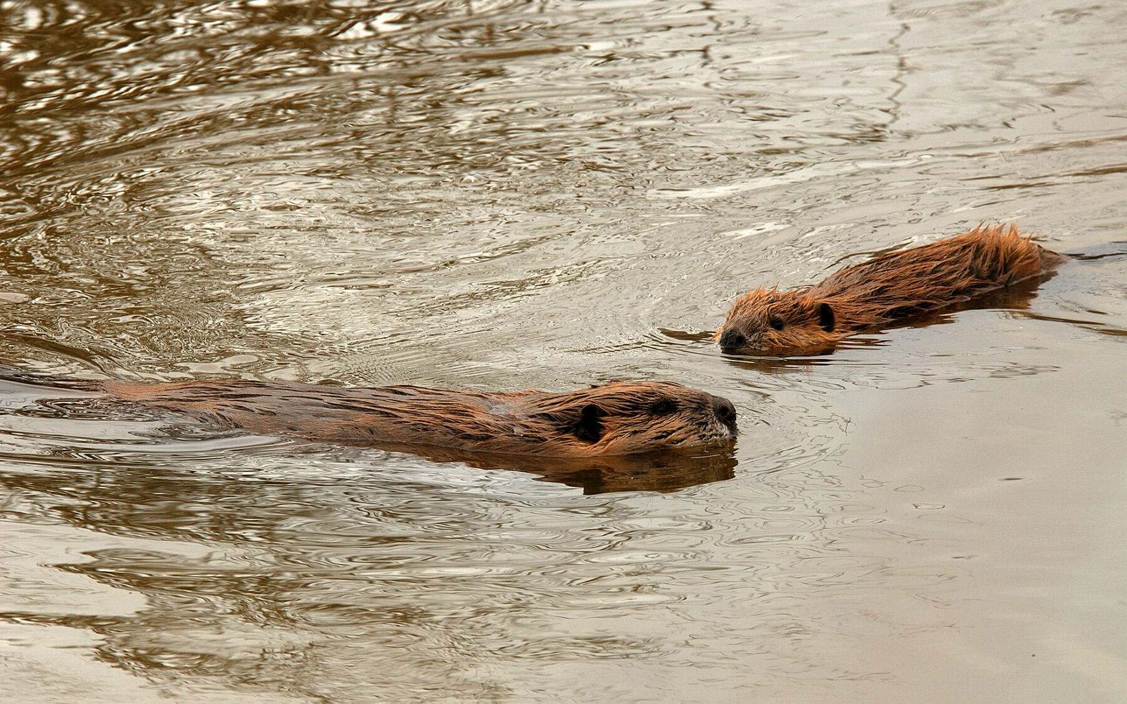 A pair of North American beavers swimming. 