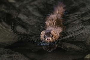 A mink swimming in water toward the camera. 