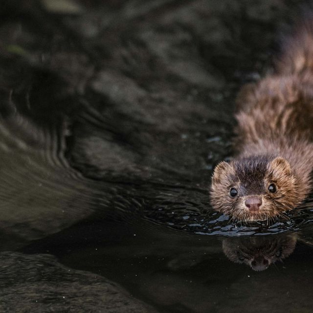 Preferring wooded streams or banks crowded with vegetation, minks can be found throughout Ohio, though are more common in the eastern and southeast portion of the state. 
