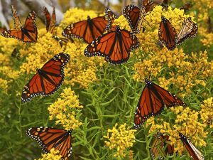 Several monarch butterflies sit on a bush with yellow flowers.