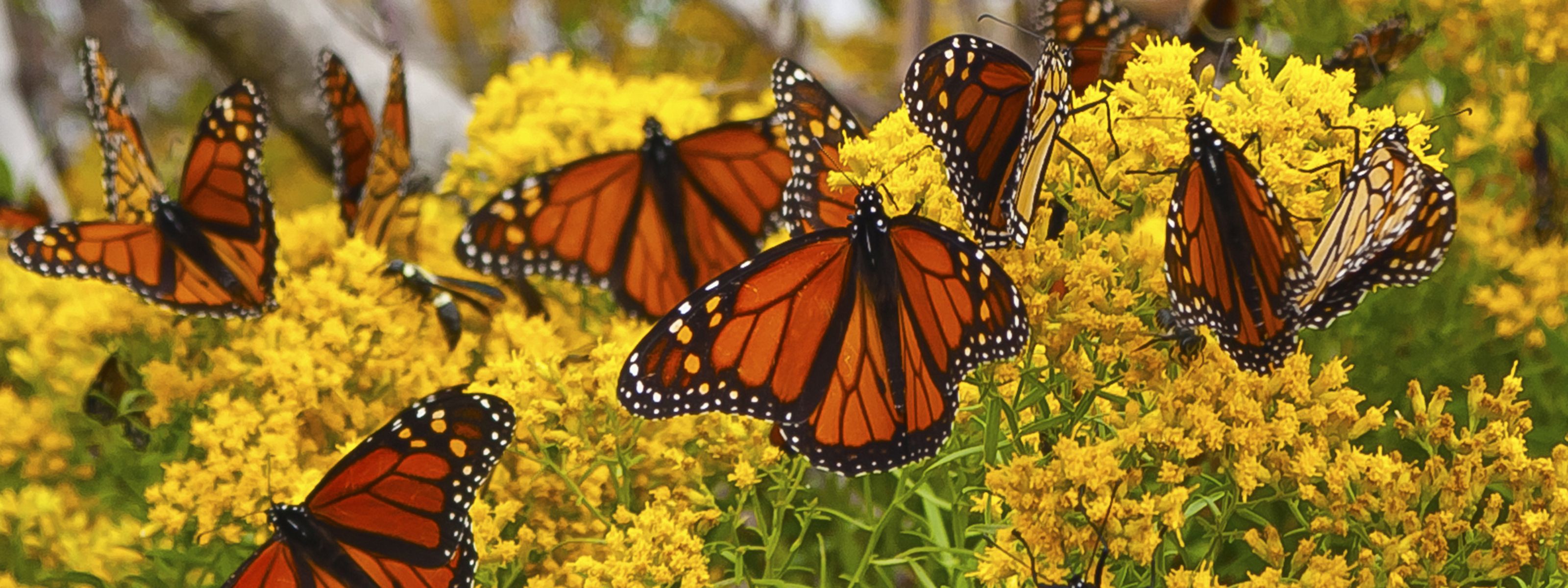 Several Monarch butterflies rest on a shrub of yellow flowers.