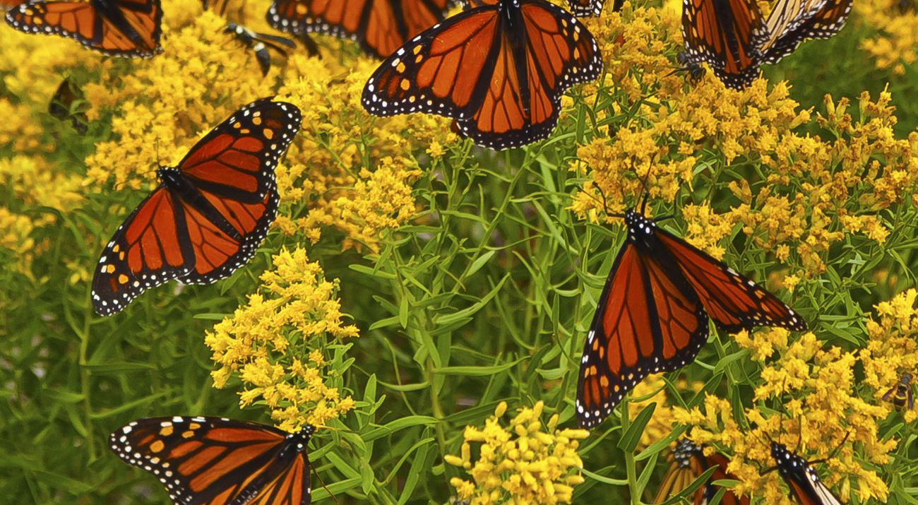 Monarch butterflies on golden rod.