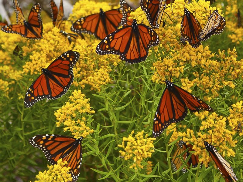 Several monarch butterflies sit on a bush with yellow flowers.