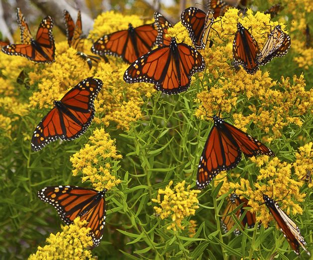 Several Monarch butterflies rest on a shrub of yellow flowers.