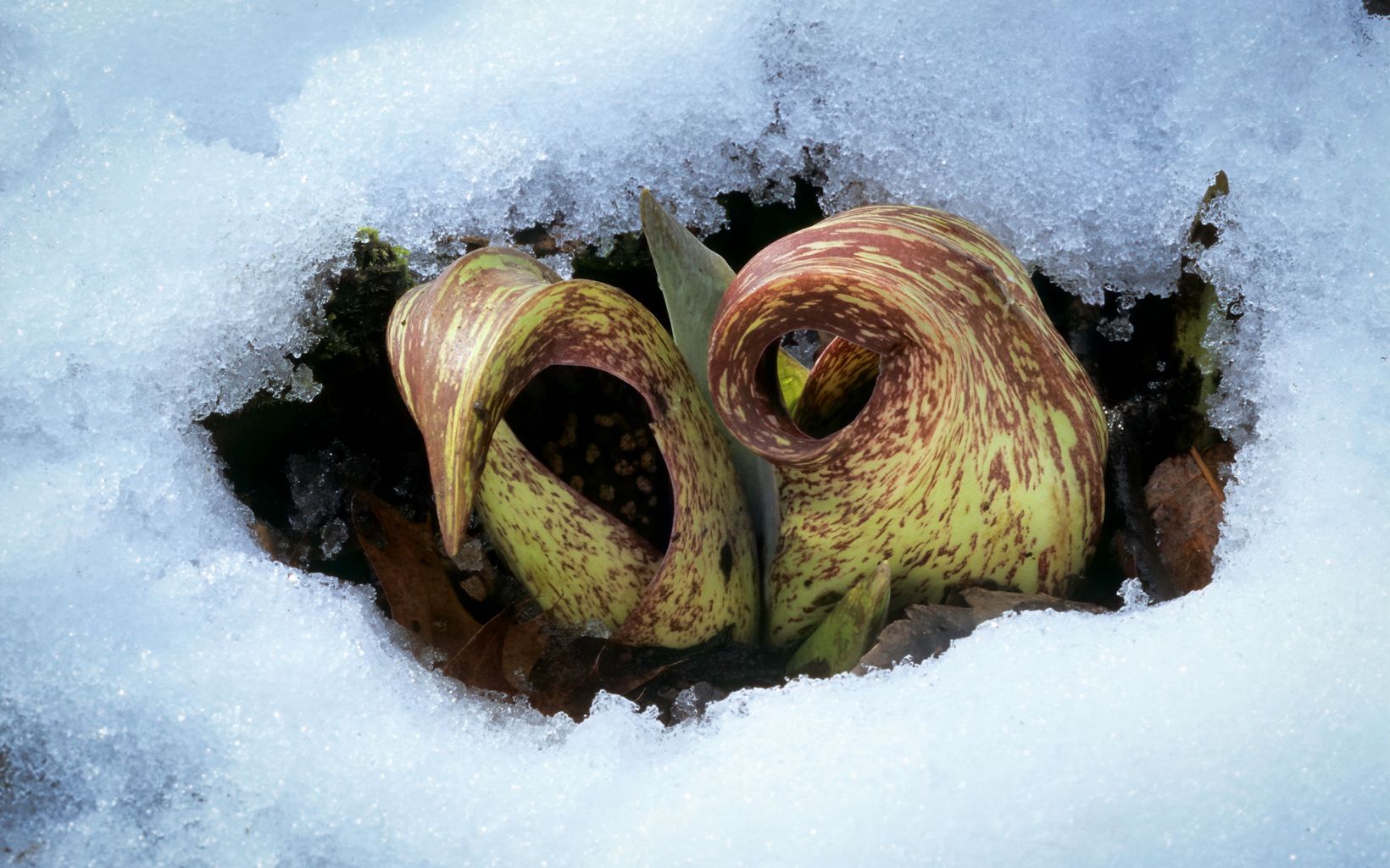 Skunk Cabbage As the first wildflower to bloom in late winter, skunk cabbage melts any snow around it by generating its own heat as it pushes up through the ground. © Gerry Bishop/Shutterstock