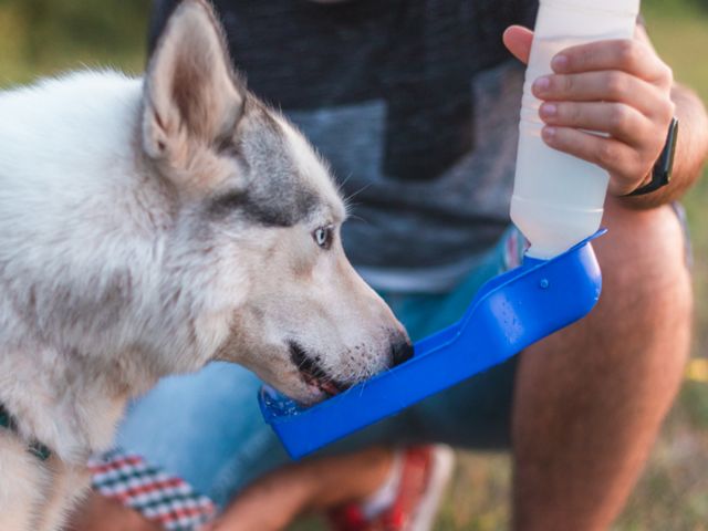 A Siberian husky drinks from a dog water bottle that is being held by a person in the background. 