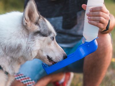A Siberian husky drinks from a dog water bottle that is being held by a person in the background.