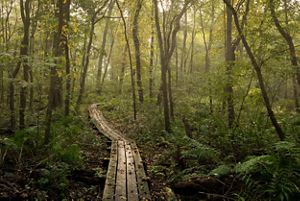 A wooden boardwalk winding through a forest. 