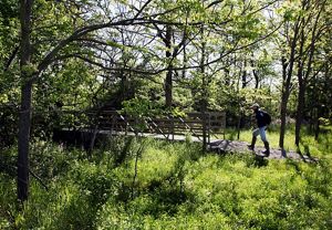 A person hiking along a trail heading to a boardwalk in a sun-dappled forest. 