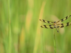 A Halloween pennant dragonfly perched on a blade of grass. 