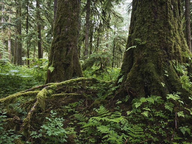 Lush green vegetation and moss covers the thick trunks of trees in an old growth forest in Alaska.