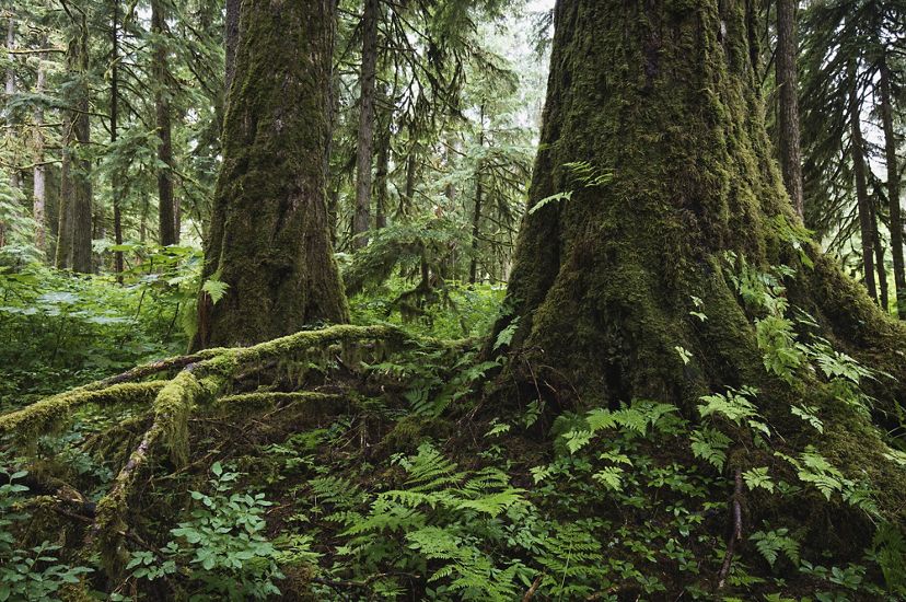 Una exuberante vegetación verde y el musgo cubren los gruesos troncos de los árboles en un bosque antiguo de Alaska.