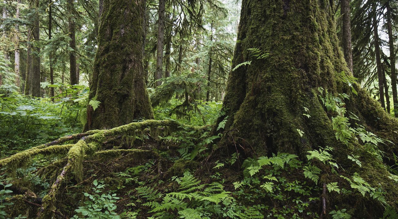 The bases of large, old growth trees on the lush green forest floor.