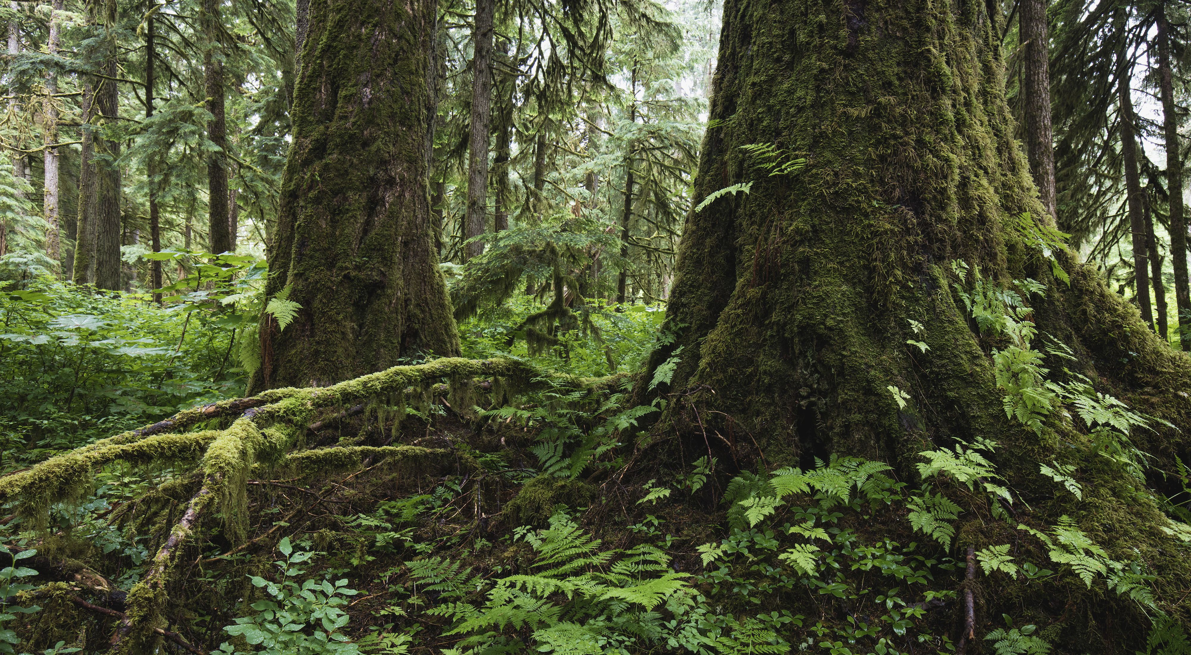 Close up of giant, old-growth trees covered in moss in the Tongass National Forest in Alaska.