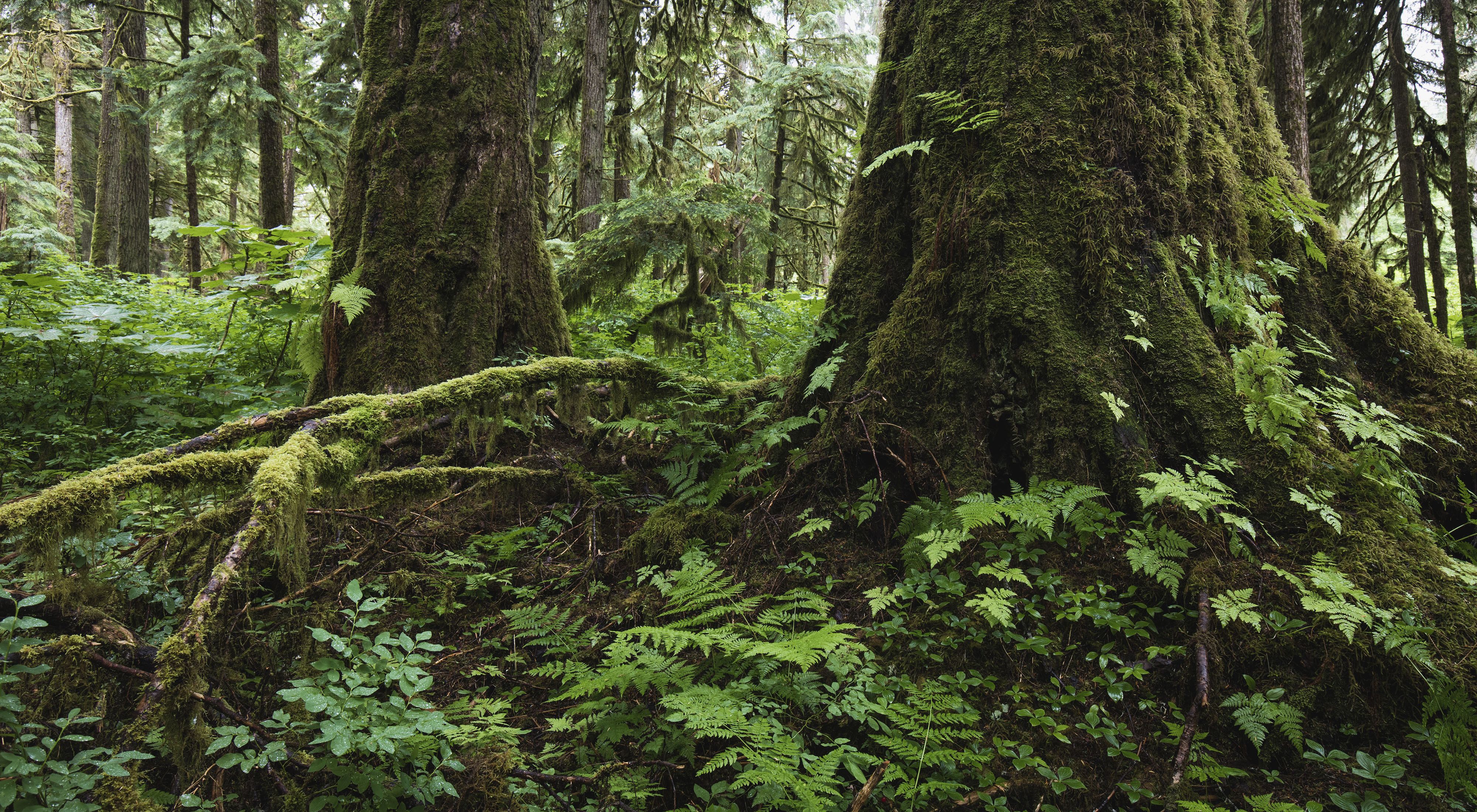 The bases of large, old growth trees on the lush green forest floor.