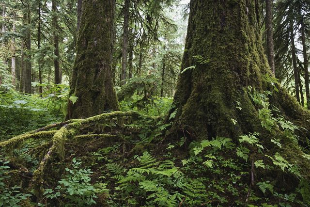 Photo of the base of a moss-covered tree in an old-growth forest near Thorne, Alaska.