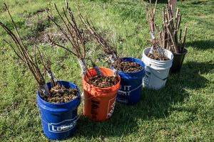 Saplings in buckets in grass.