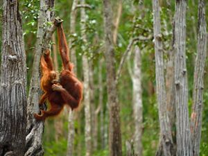 A mom and baby orangutan hang from trees in a lush forest