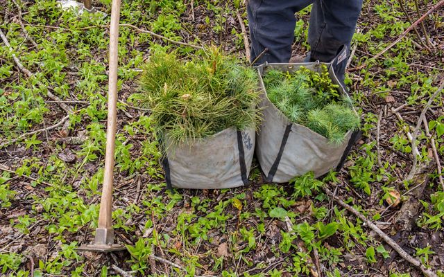 Two canvas bags of evergreen seedlings and a mattock at a person's feet on the forest floor.