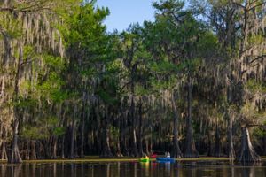 Two kayakers paddle along an expanse of trees covered in low hanging moss.