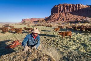 A man grabbing hay to spread it out for cows.