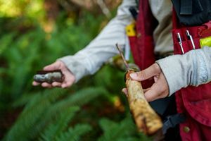 Hands holding an alder tree branch. 