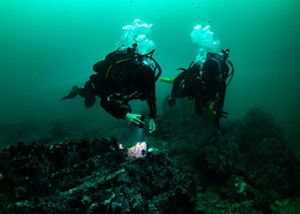 Two divers examine urchin barrens under water.