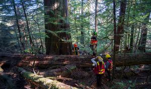 Indigenous guardians working in a forest.